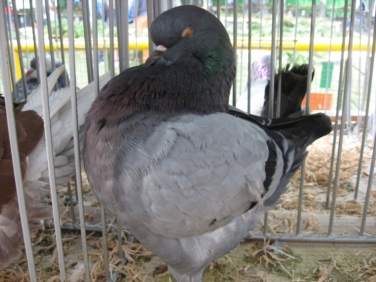 výstava Hvozdná  září 2013 006