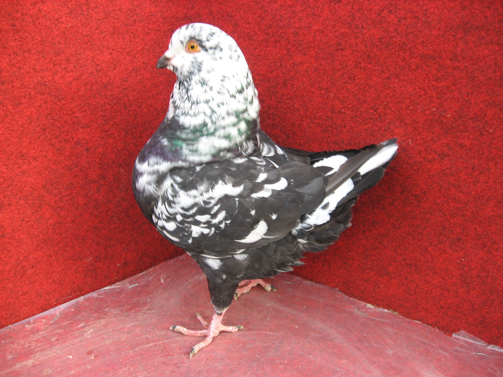 OCENĚNÝ KING
