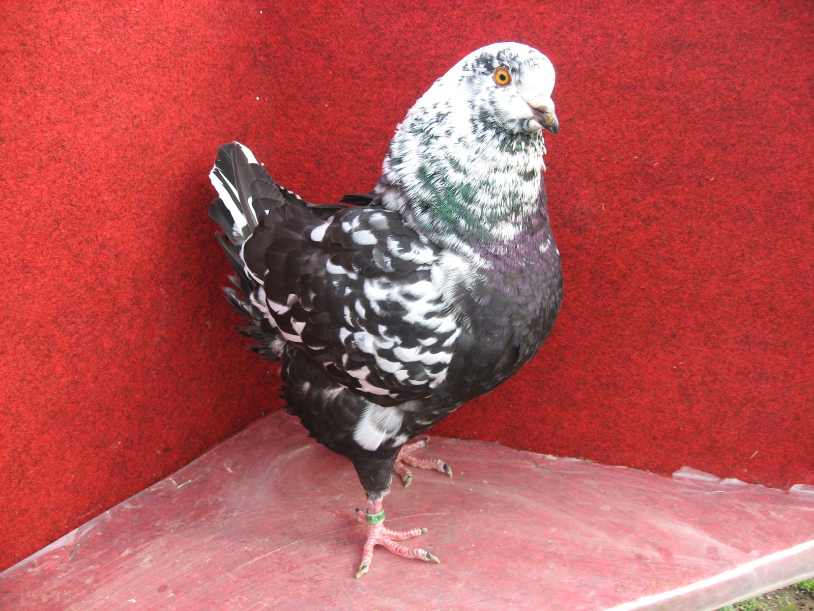 OCENĚNÝ AM. KING