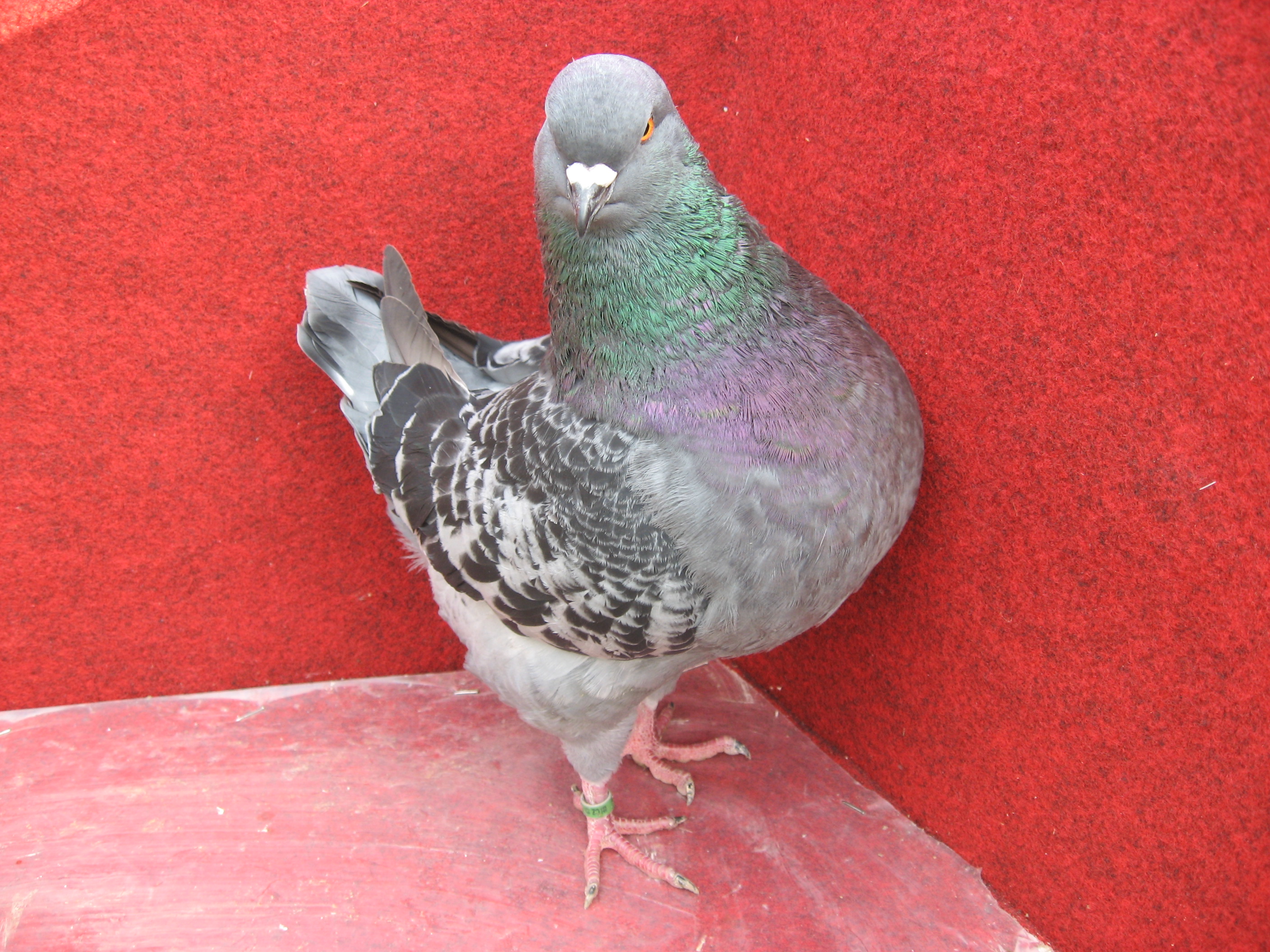 VÝLETKY 2013 023