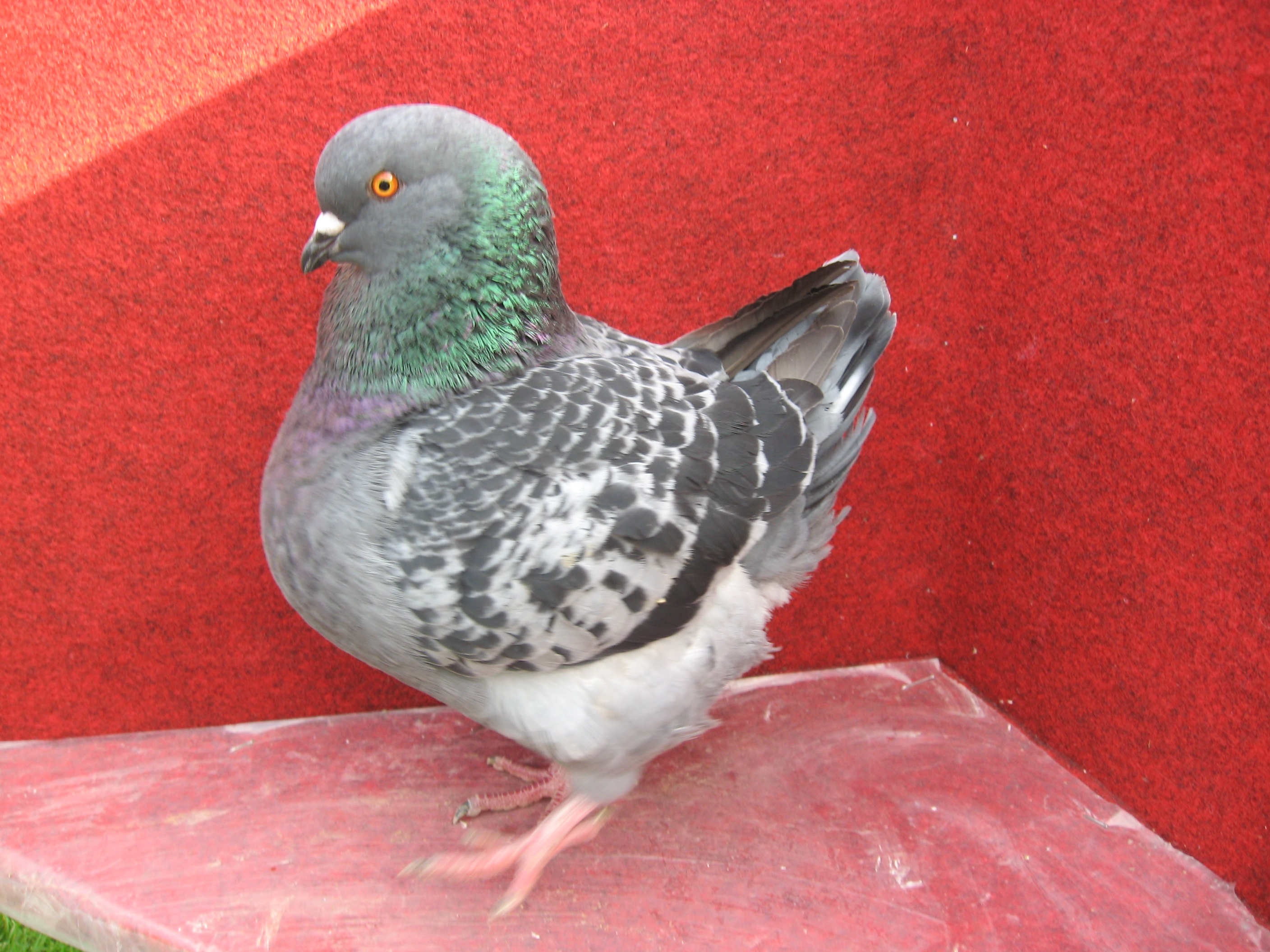VÝLETKY 2013 024