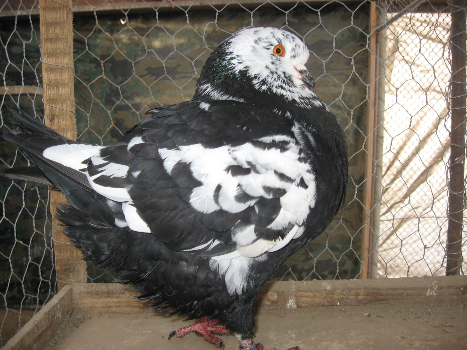 AMERICKÝ KING 1