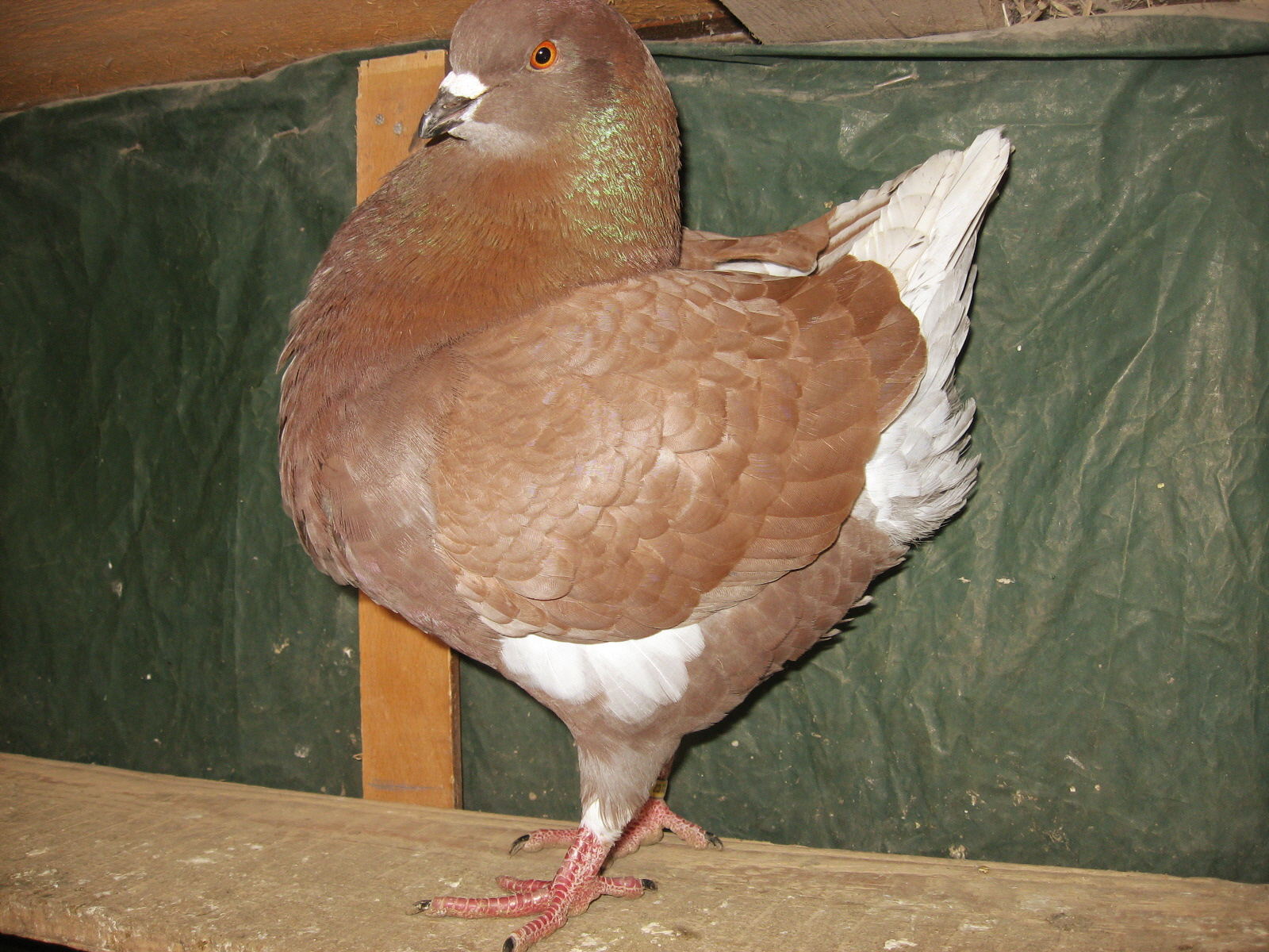 AMERICKÝ KING 3
