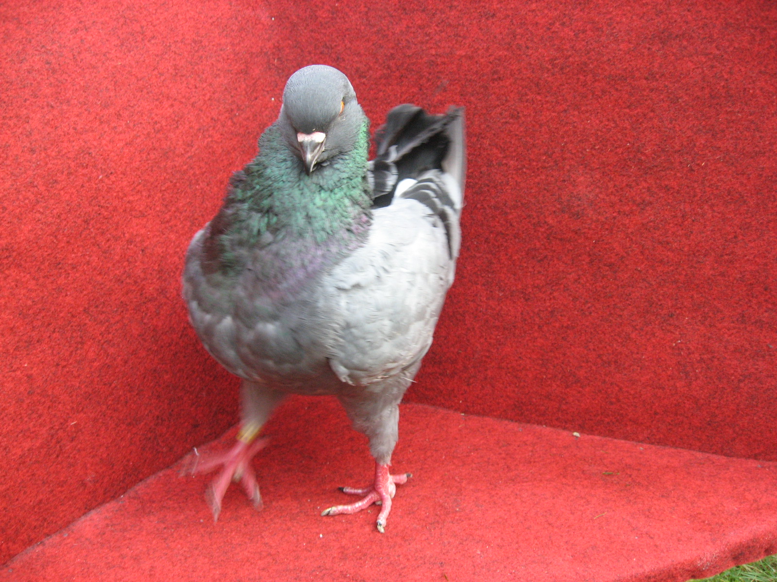 2013 holubi 007