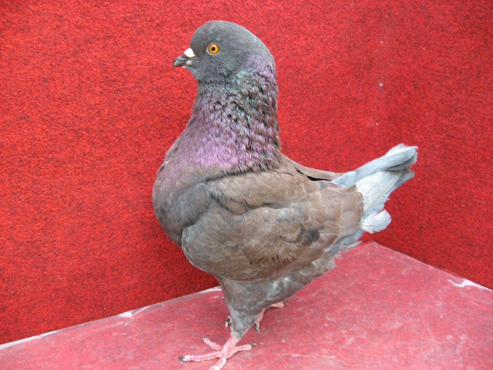 2013 holubi 028