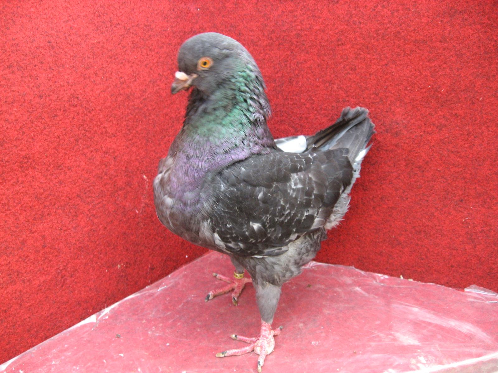 2013 holubi 049