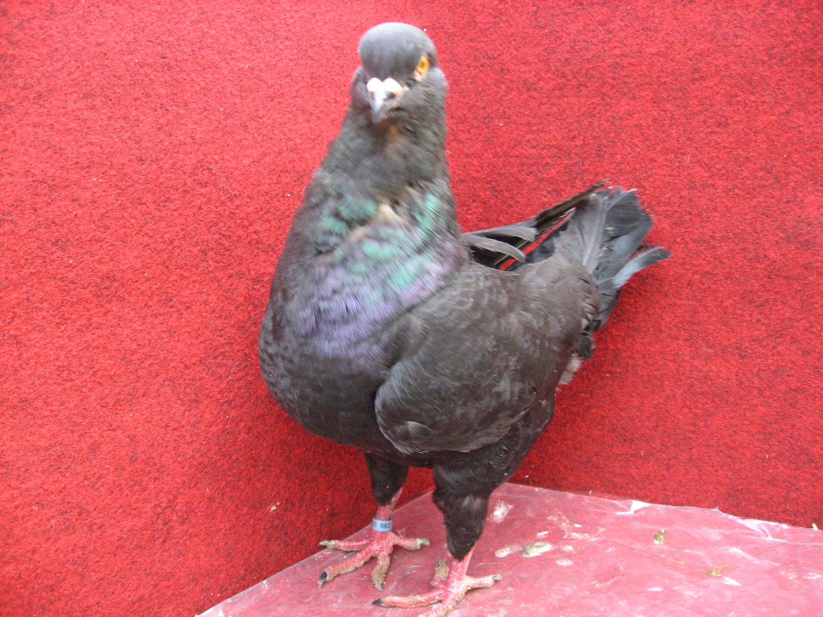 2013 holubi 053